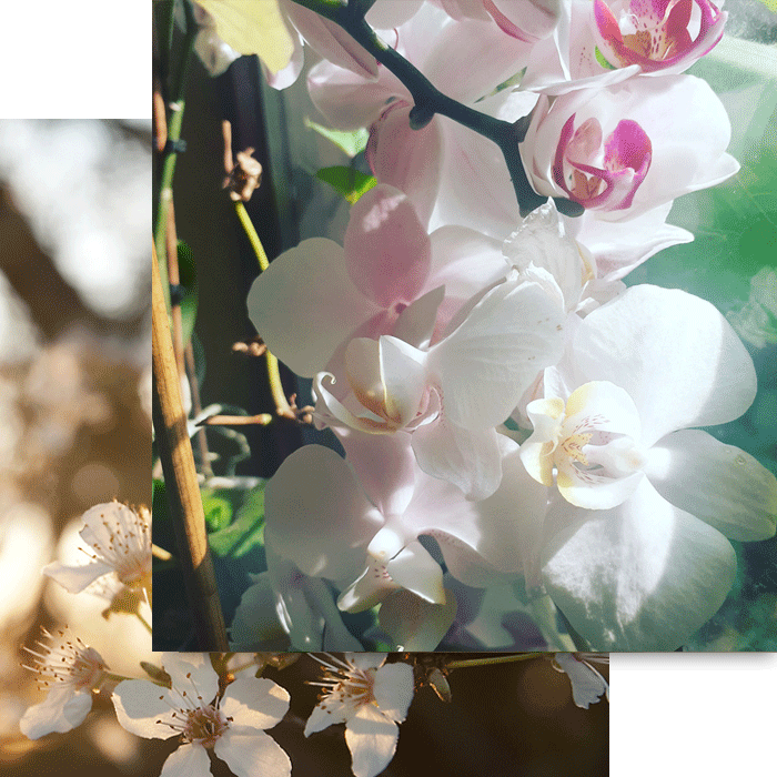 fiore di ciliegio consueling